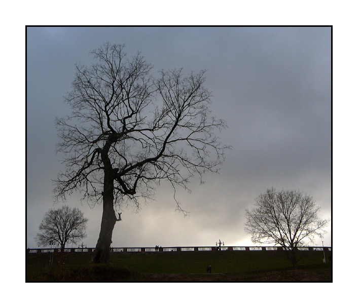 photo "Black tree" tags: landscape, autumn, sunset