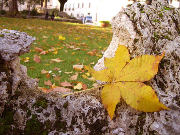 photo "Autumn" tags: nature, flowers