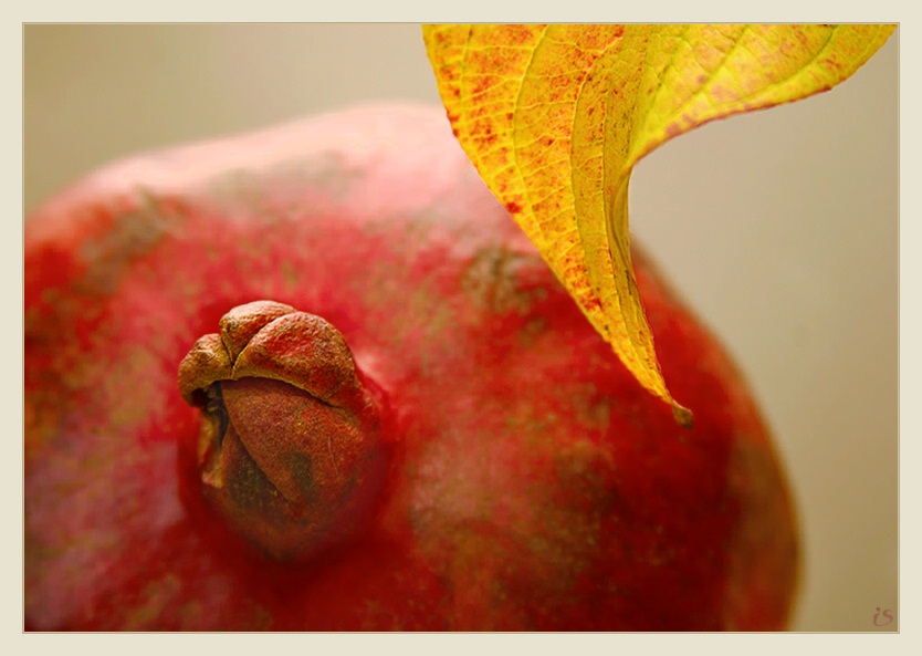photo "Thoughtful pomegranate." tags: still life, macro and close-up, 