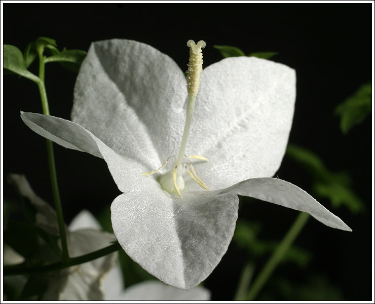 фото "Цветок "Невеста"" метки: макро и крупный план, природа, цветы