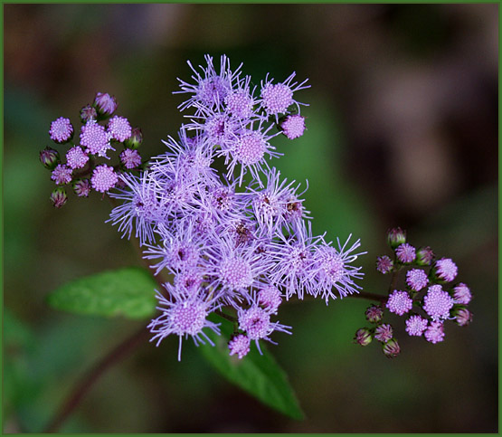 photo "Summer Dreams" tags: nature, macro and close-up, flowers