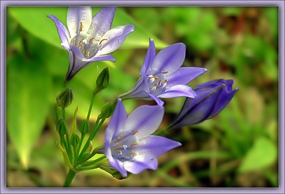 фото "Цветок" метки: природа, макро и крупный план, цветы