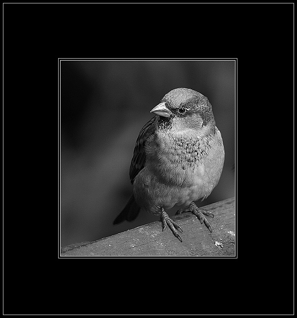 photo "***" tags: portrait, 