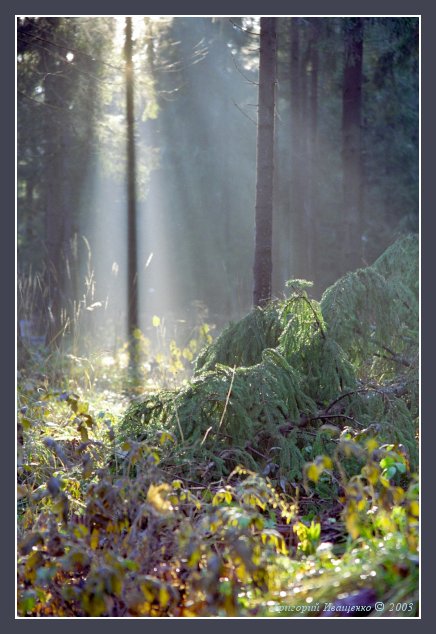 photo "Thicket" tags: landscape, autumn, forest