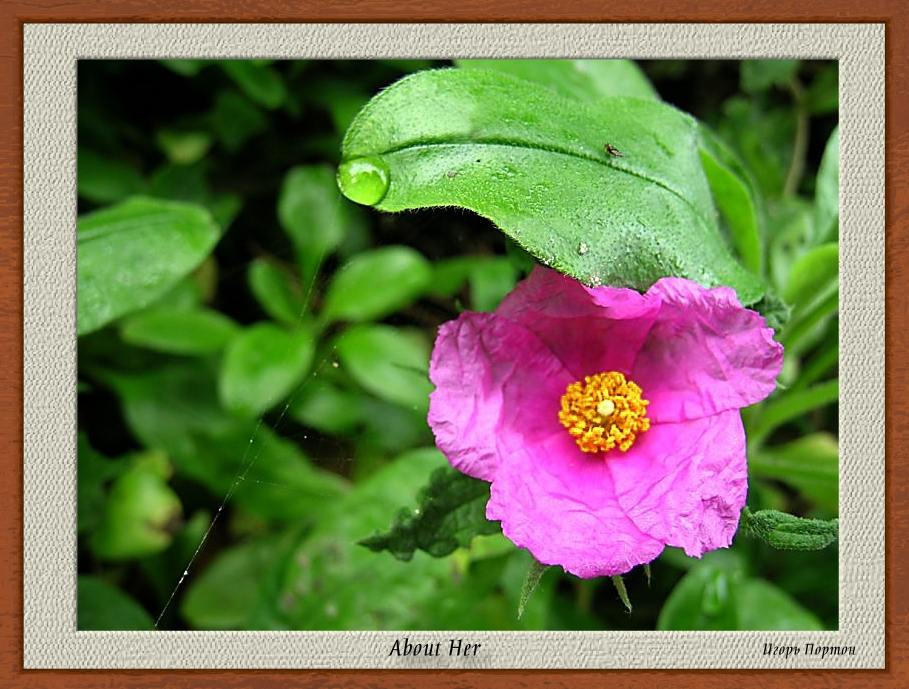 photo "About Her" tags: nature, flowers