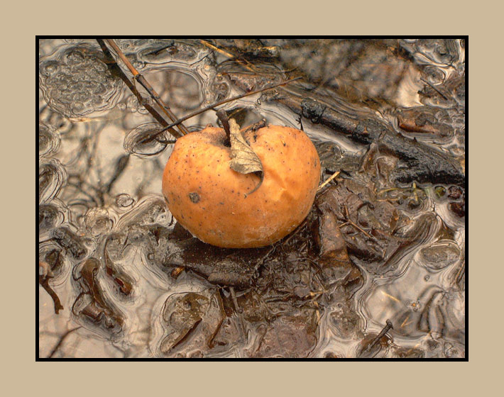photo "Apple" tags: still life, landscape, water