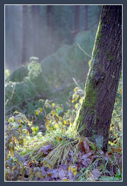 photo "Thicket #3" tags: landscape, forest, winter