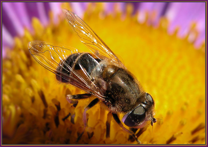 photo "Macro-memoirs on summer" tags: nature, macro and close-up, insect