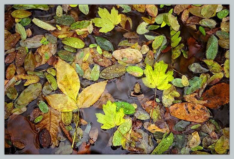 photo "Fall puddle" tags: nature, 