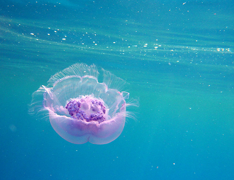 photo "Soul of a whale." tags: underwater, travel, Africa