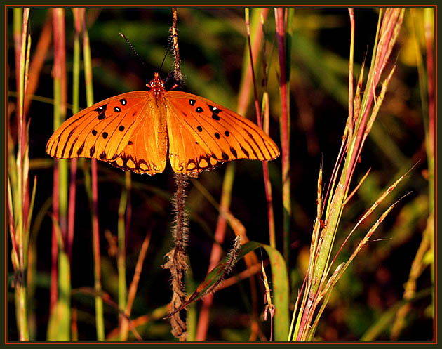 фото "Out of Line" метки: макро и крупный план, природа, насекомое