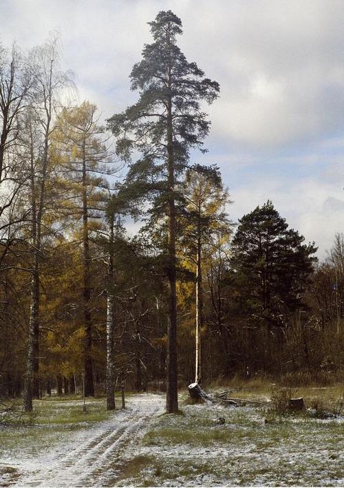 photo "D-maj" tags: landscape, autumn, forest