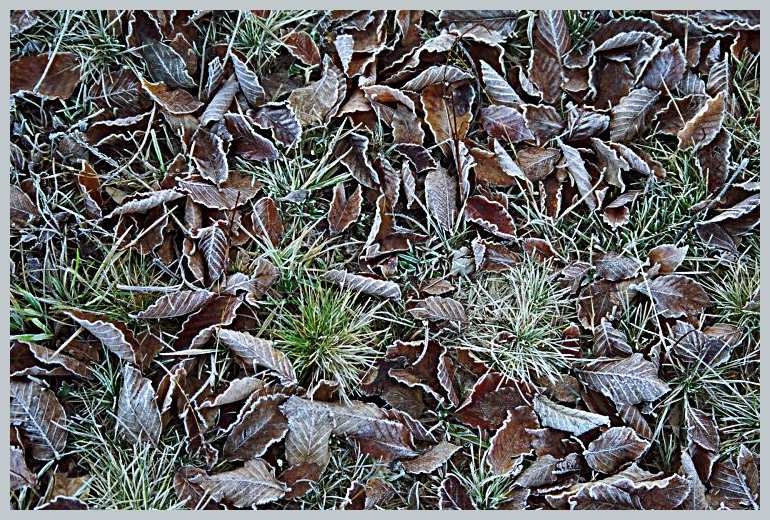 photo "Frosty." tags: landscape, nature, autumn, flowers