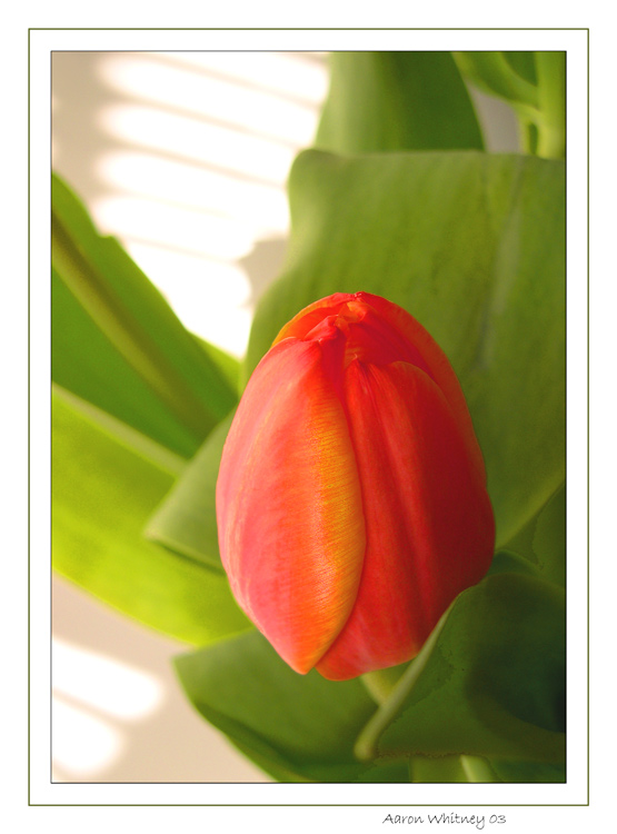 photo "A soft tulip" tags: still life, nature, flowers