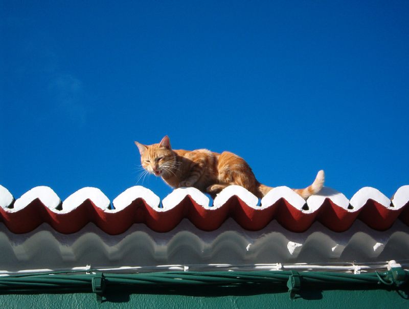 photo "Quiet yellow cat" tags: nature, pets/farm animals