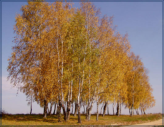 photo "The end of October" tags: landscape, autumn