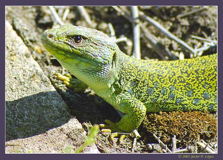 photo "Зеленая ящерица" tags: nature, macro and close-up, wild animals