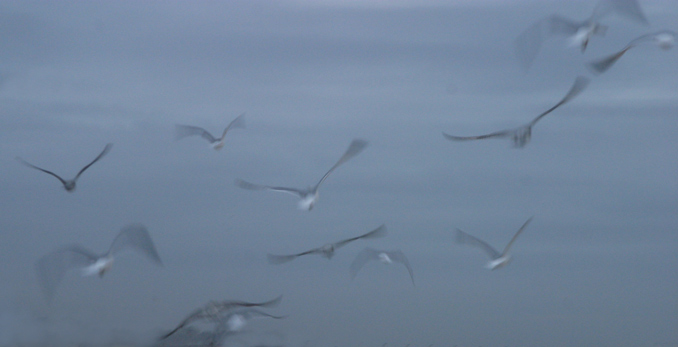 фото "the seagulls fly" метки: разное, 