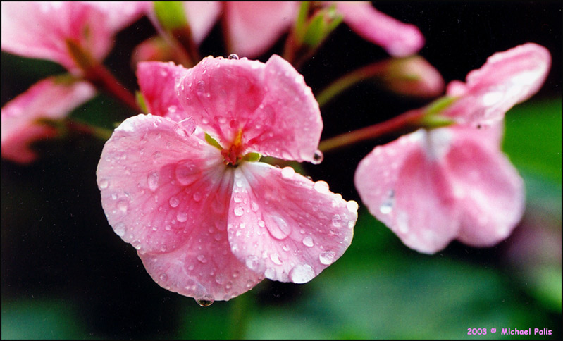 photo "After Rain" tags: nature, macro and close-up, flowers
