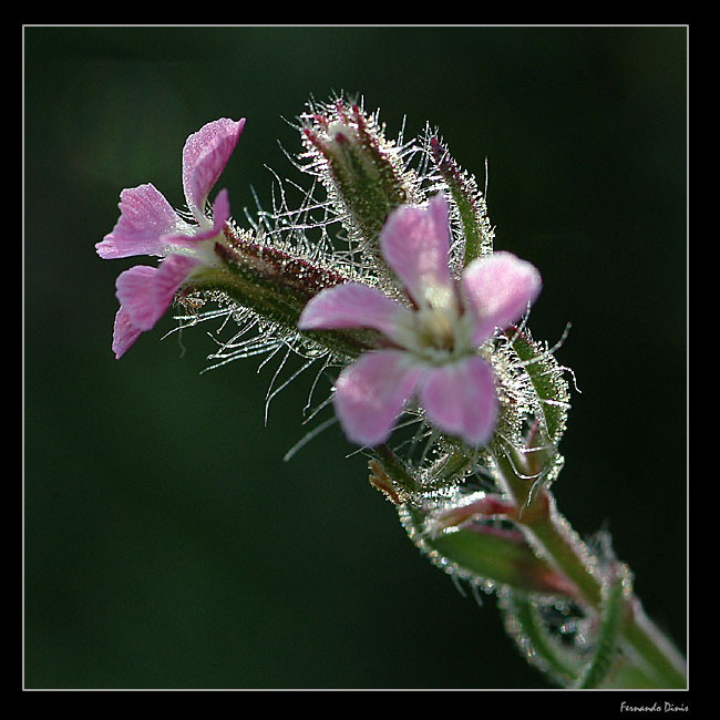 photo "One very small jewel" tags: nature, flowers