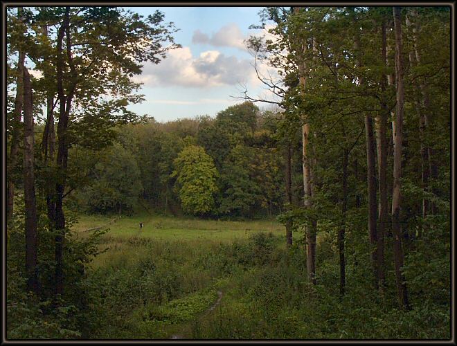 photo "Glade." tags: landscape, autumn, forest