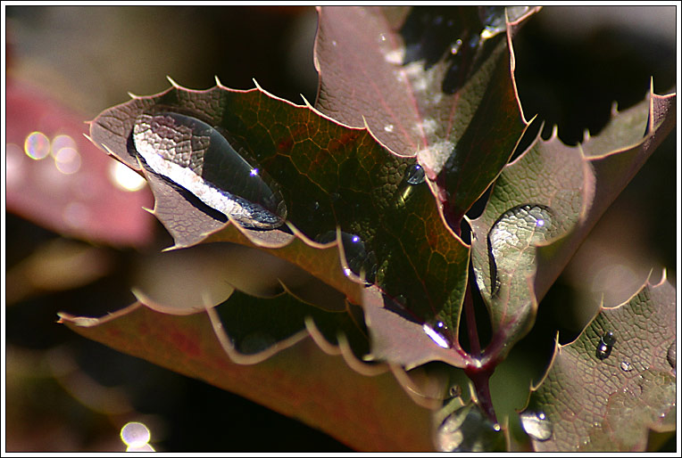 photo "After The Rain." tags: nature, flowers