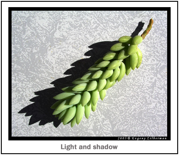 фото "Light and shadow" метки: природа, макро и крупный план, цветы