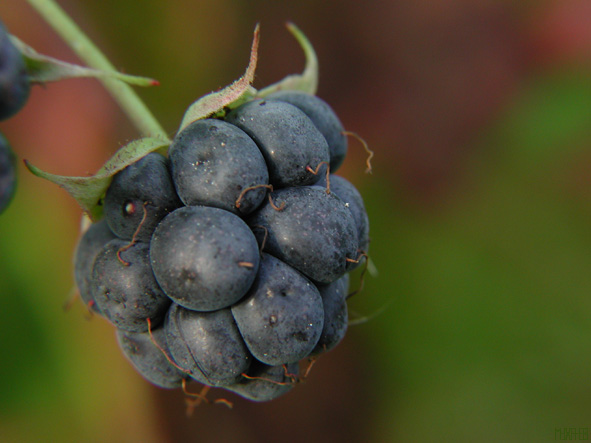 photo "Lesnaja jagoda" tags: misc., macro and close-up, 