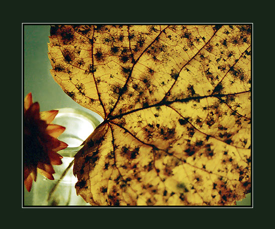 photo "****" tags: still life, macro and close-up, 