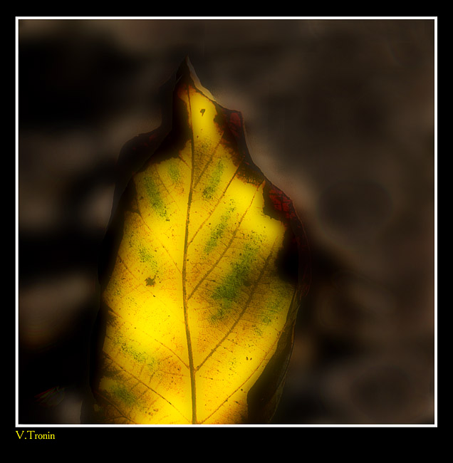 photo "Yellow leaf." tags: nature, montage, 