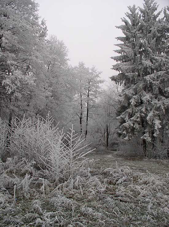 photo "Hoar-frost" tags: landscape, autumn, winter