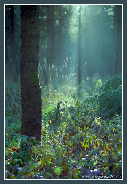 фото "Чаща #3" метки: пейзаж, лес, осень