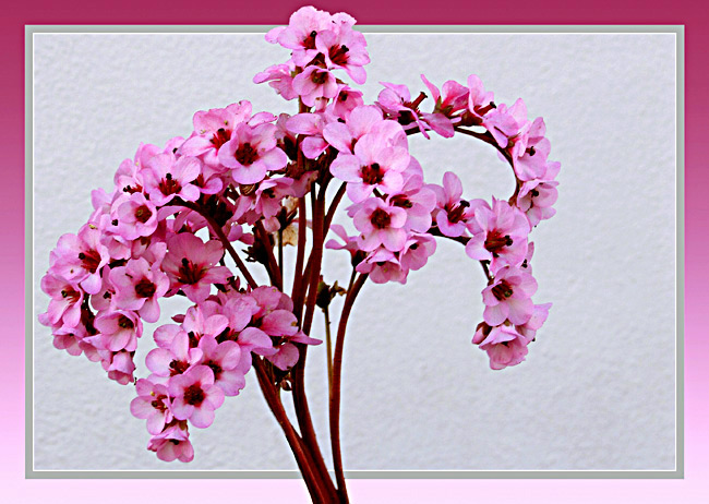 photo "Pink flowers" tags: misc., nature, flowers