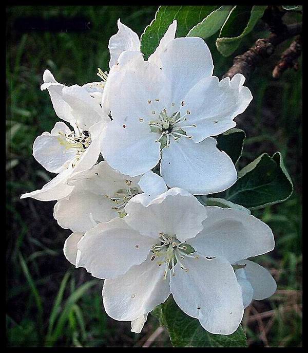 photo "----" tags: nature, flowers