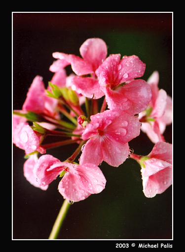 photo "After Rain II" tags: nature, macro and close-up, flowers