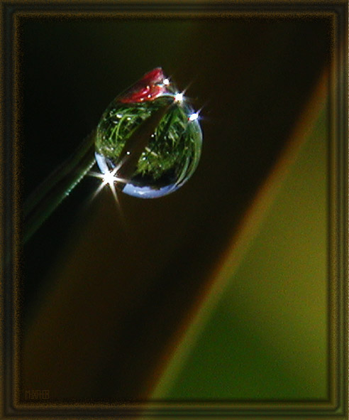 photo "Reflection" tags: macro and close-up, 