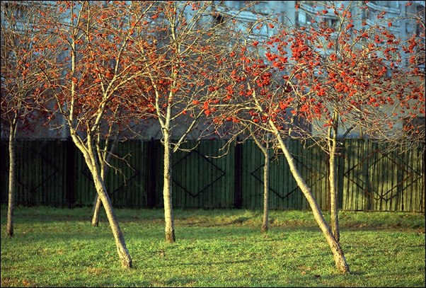 photo "Rowan pas de deux" tags: landscape, architecture, autumn