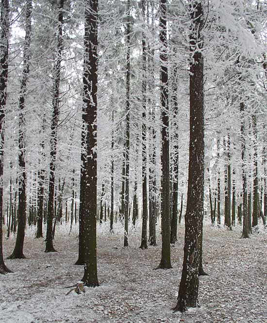 photo "Forest late fall" tags: landscape, autumn, winter