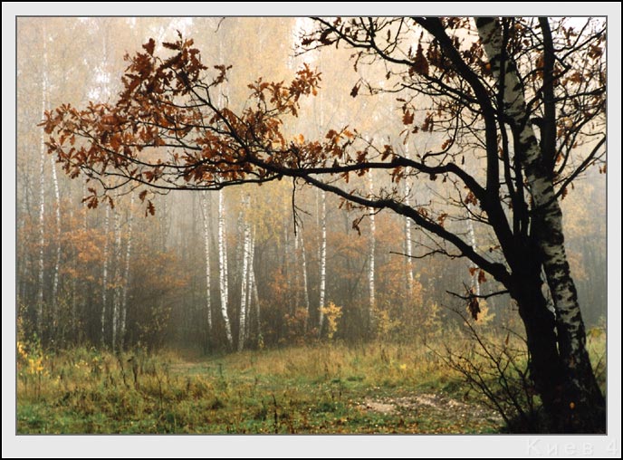 фото "Октябрь №6" метки: пейзаж, лес, осень