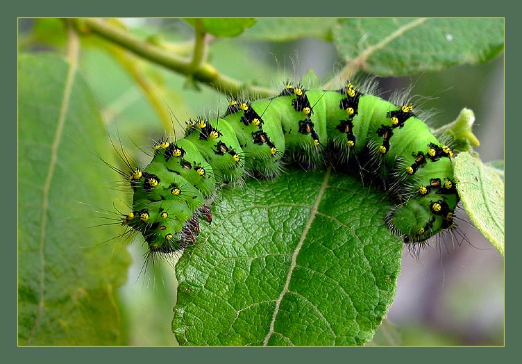 photo "green he was" tags: macro and close-up, 