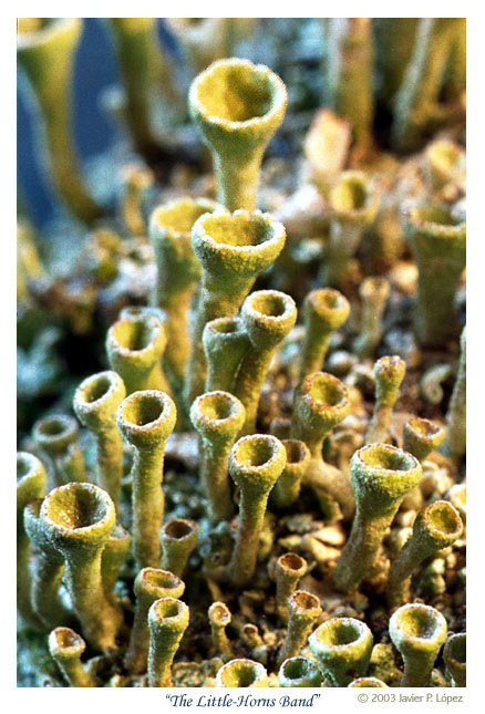 photo "The Little-Horns Band" tags: macro and close-up, nature, flowers