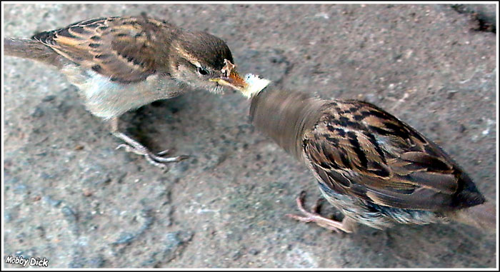 photo "for bread" tags: nature, wild animals