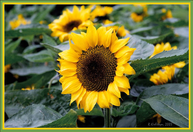 photo "Sunflowers" tags: nature, flowers