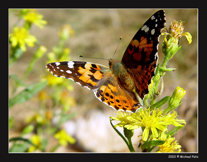 photo "Ready to fly away!!" tags: nature, macro and close-up, insect