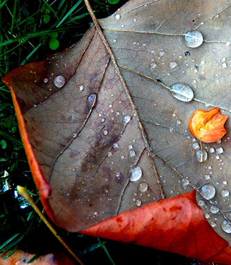 photo "AUTUMN DROPS" tags: misc., 