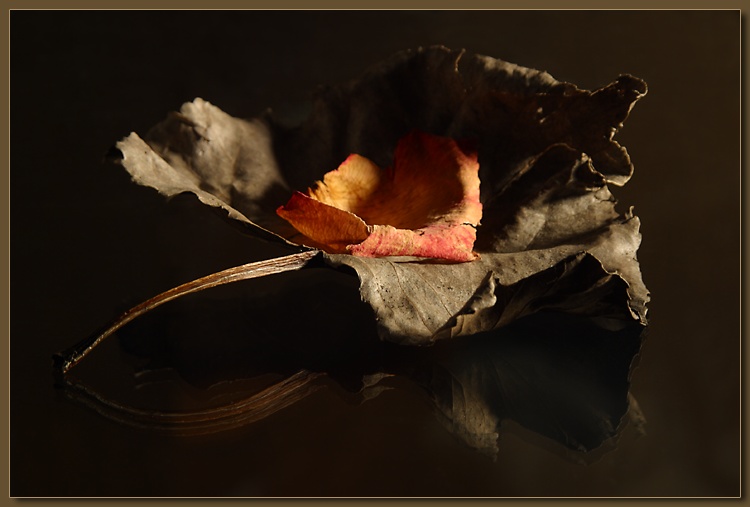 photo "Leaf & Petal" tags: still life, 