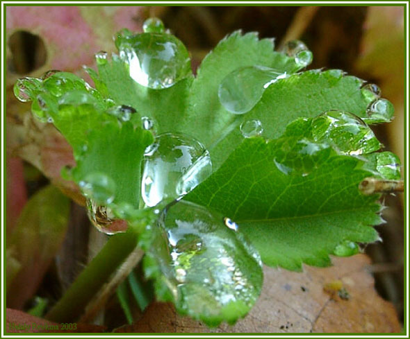 photo "Untitled photo" tags: nature, macro and close-up, flowers