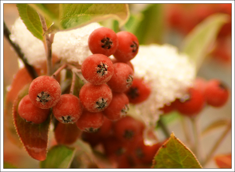 photo "The Winter Has Begun." tags: macro and close-up, nature, flowers