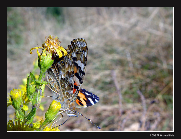 фото "Butterfly ...." метки: макро и крупный план, природа, насекомое