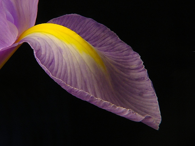 photo "The Iris petal" tags: macro and close-up, nature, flowers